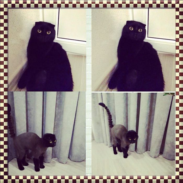 Стрижка собак и котів (грумінг) з виіздом. Стрижка тварин