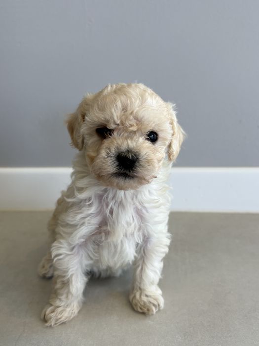 Pudel miniaturowy suczka