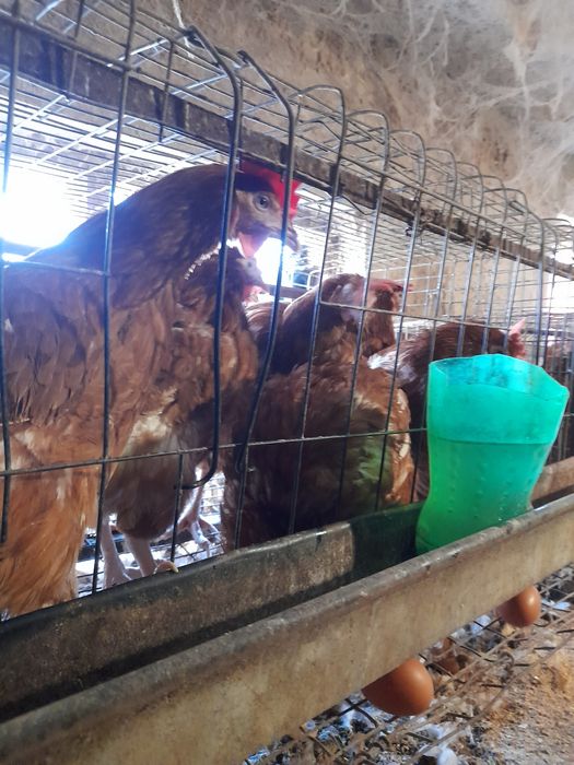 Куры несушки,  мясо яичная порода