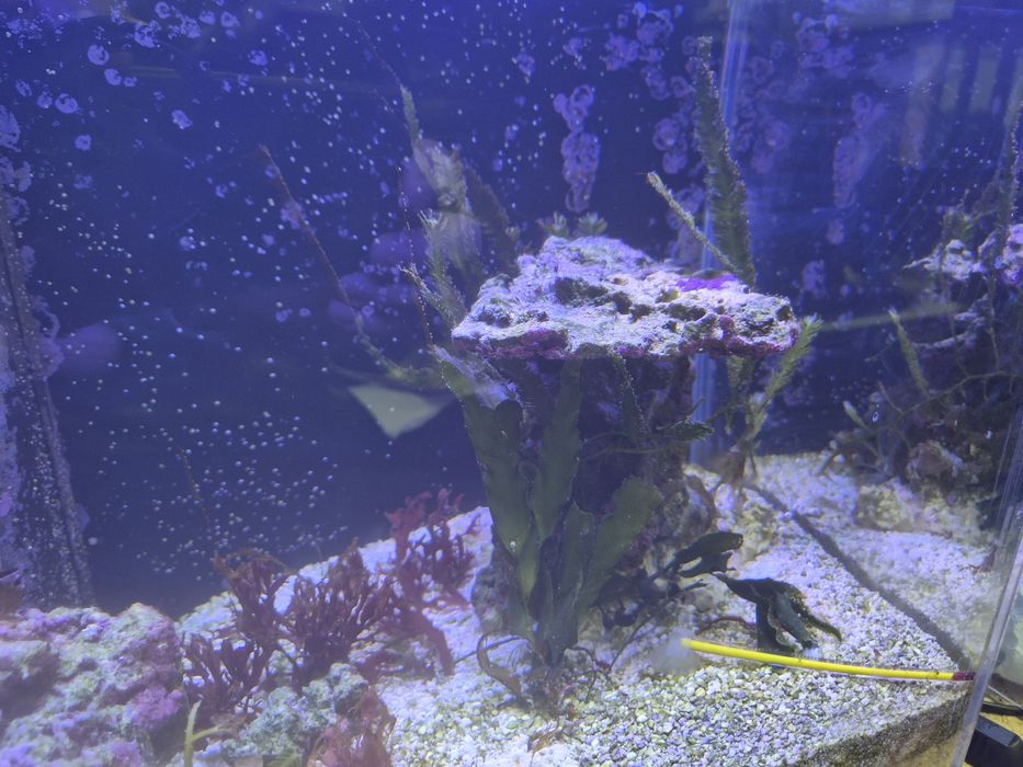 Makroglony i 2 skałki akwarium morskie