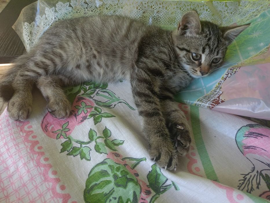 Віддам у добрі руки маленького тигра