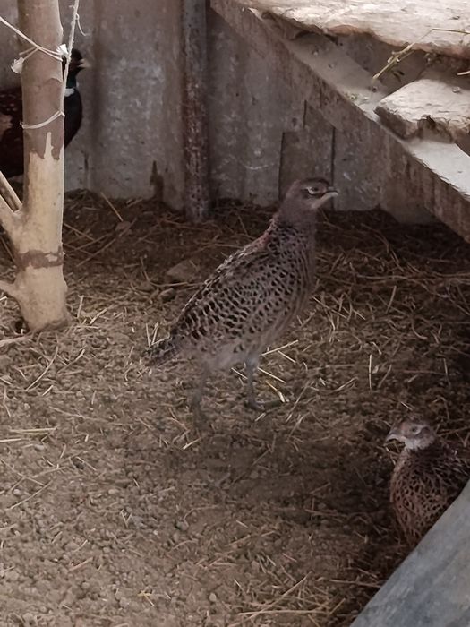 Продам молодих фазанів