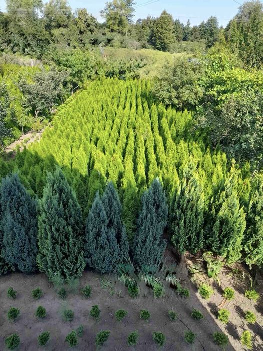 Туя, туї Смарагд 1–2 м • Грунтові, загартовані саджанці