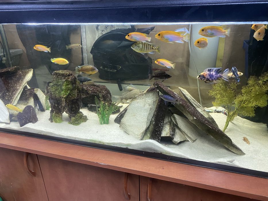 Akwarium 375l z zyciem