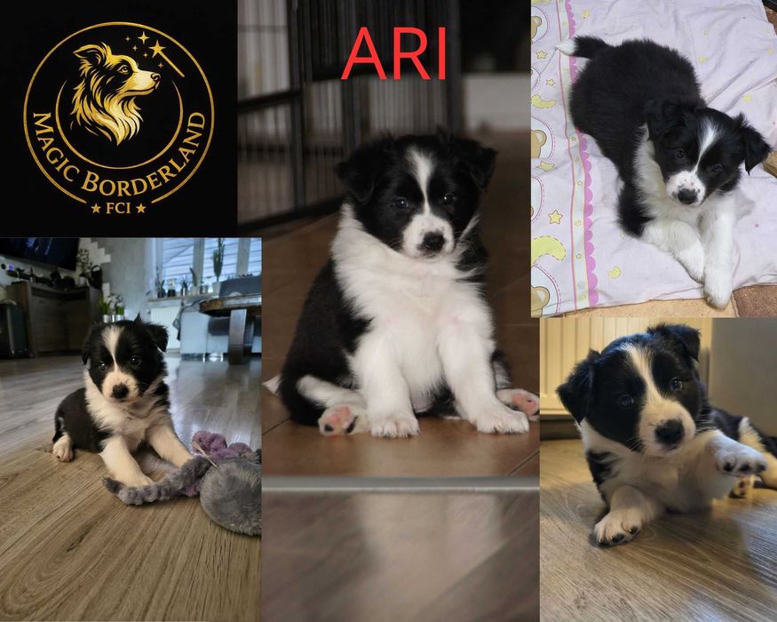 szczeniak Border Collie  FCI ZKwP Magic BorderLand