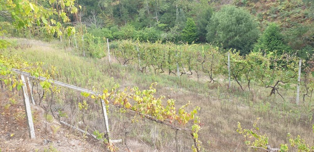 Quintinha em Amarante