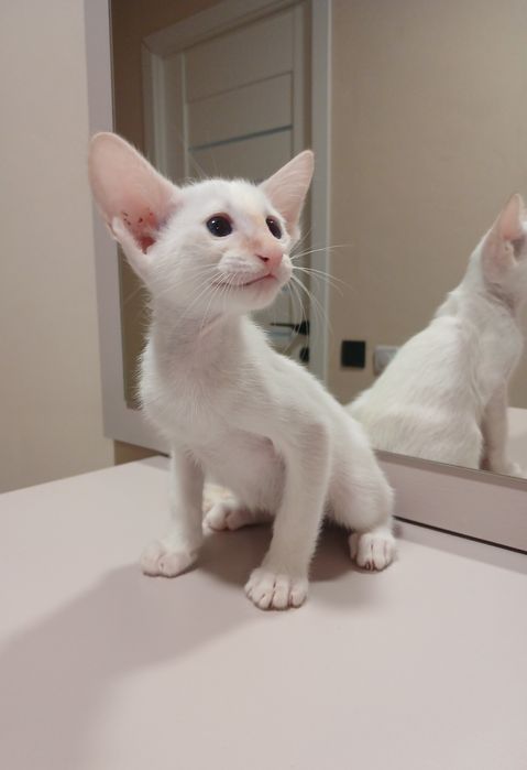 Орієнтальний хлопчик