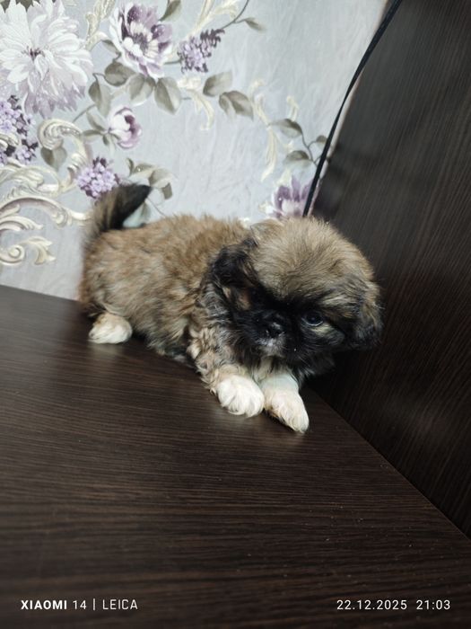 Продам Пікінесів