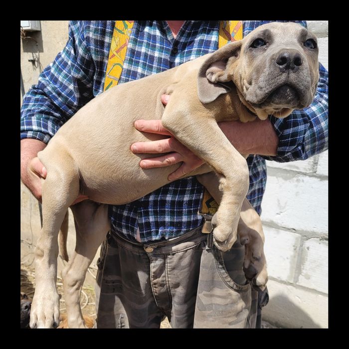 Cane Corso  szczenię