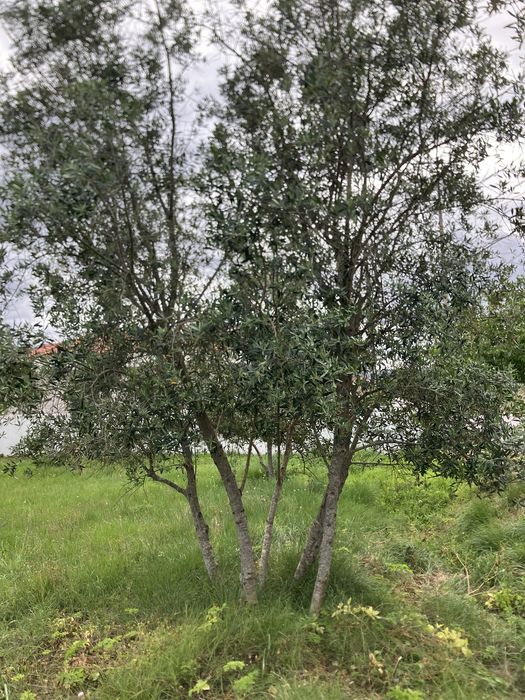 Oliveiras para jardim ou replantar.