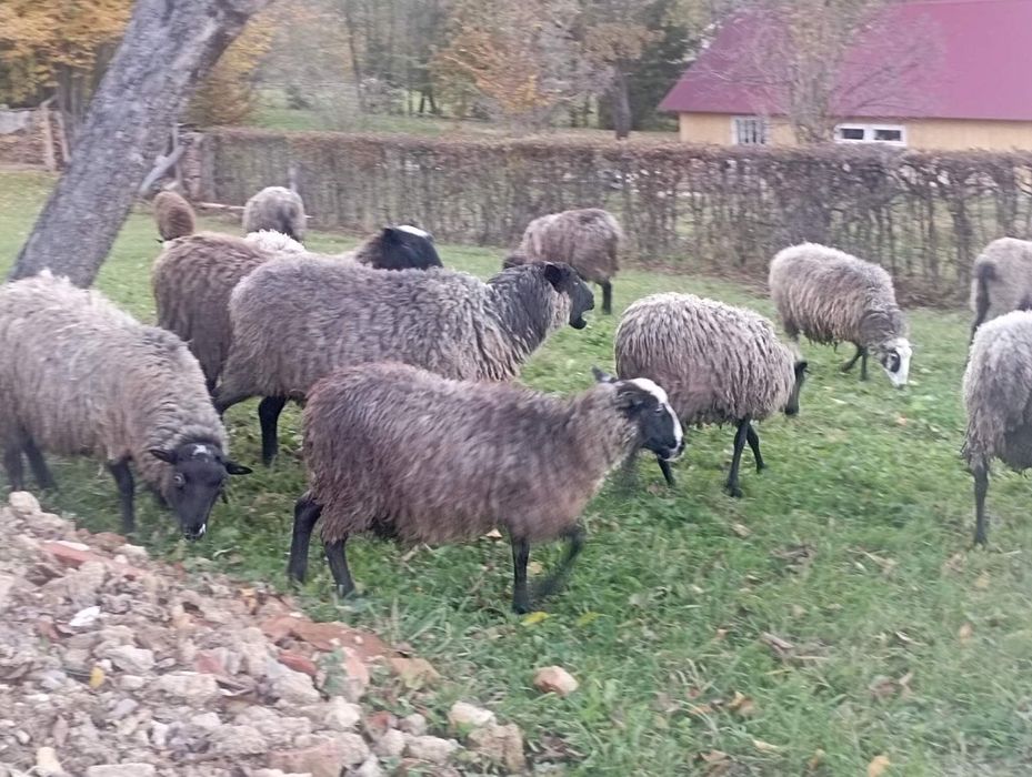 Вівці романівські