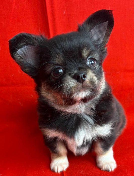 Гарний веселий і лагідний хлопчик