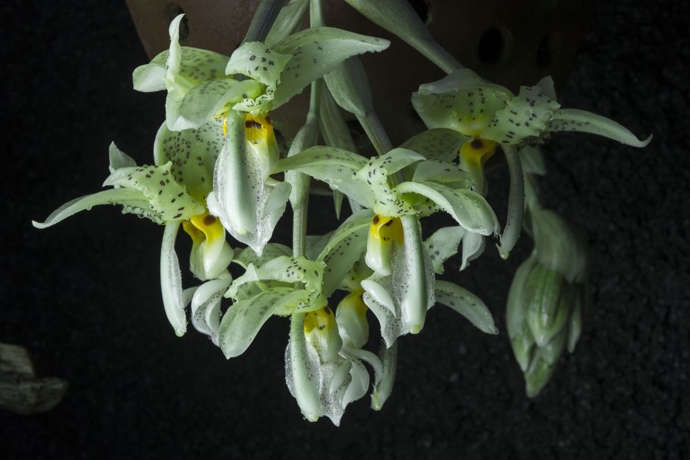 Orquídea melrinho de cera