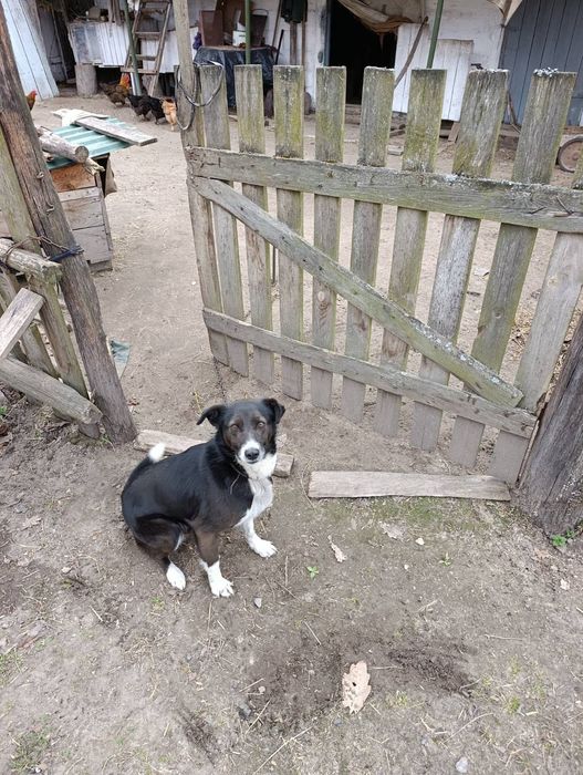 Цуцики в добрі руки