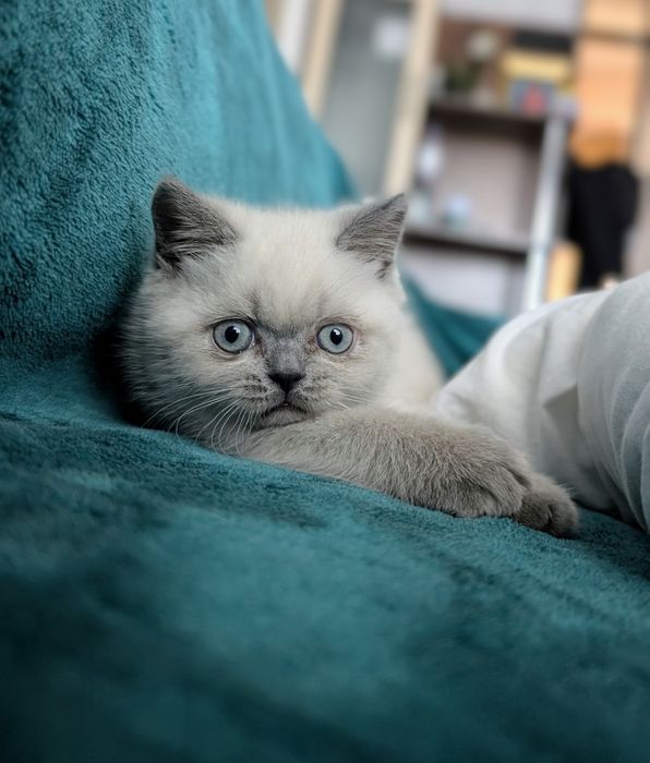 Шотландська дівчинка Моллі  з вет паспортом