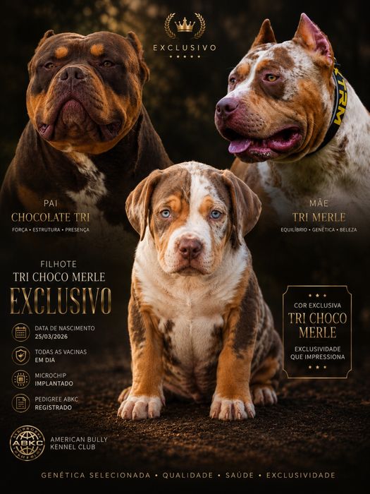 American bully XL