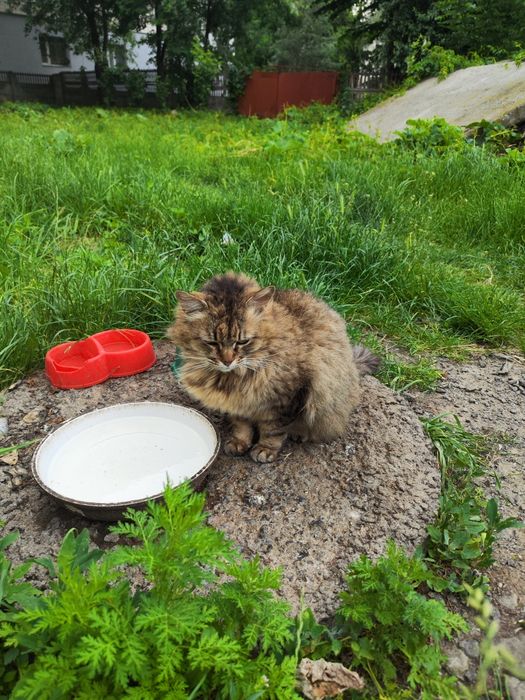Стерилізована пухнаста красуня