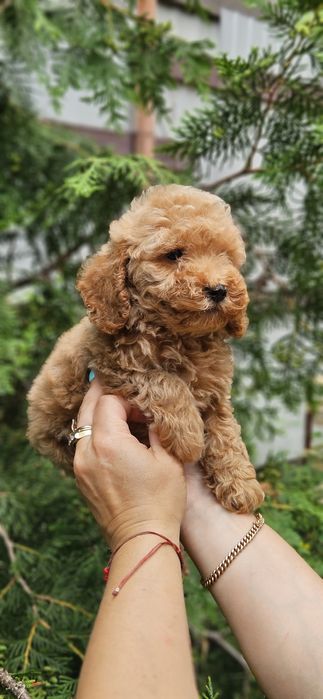 Мальчики мальтипу 2.5мес