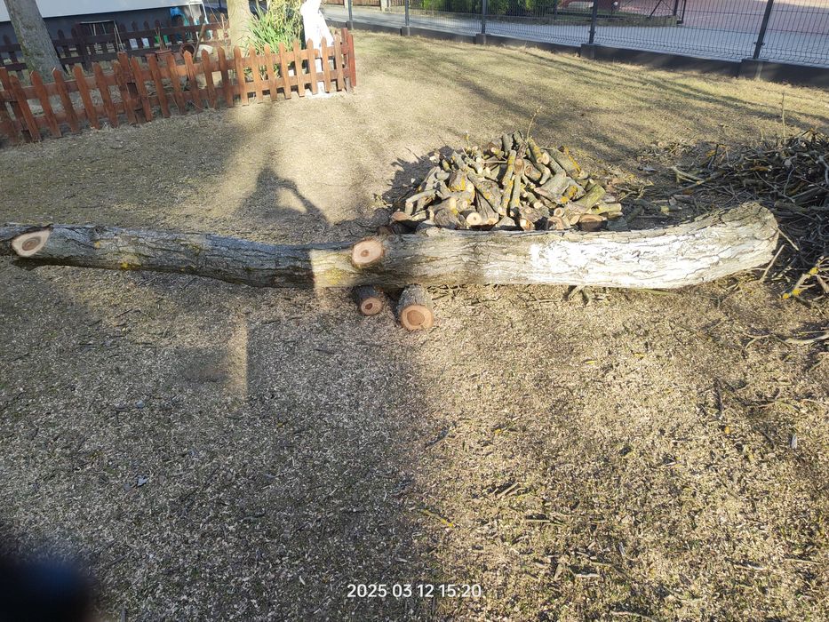 Orzech świeżo ścięty