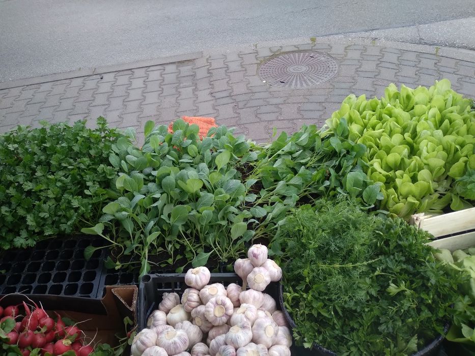Warzywa i owoce od rolnika. Ziemniaki do sadzenia.