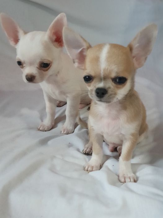 Гладкошерстный мальчик чихуахуа