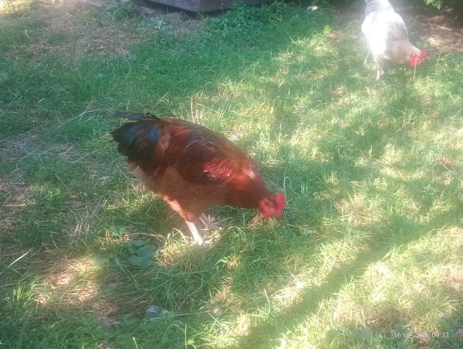Koguty z tego roku i kaczki biegusy