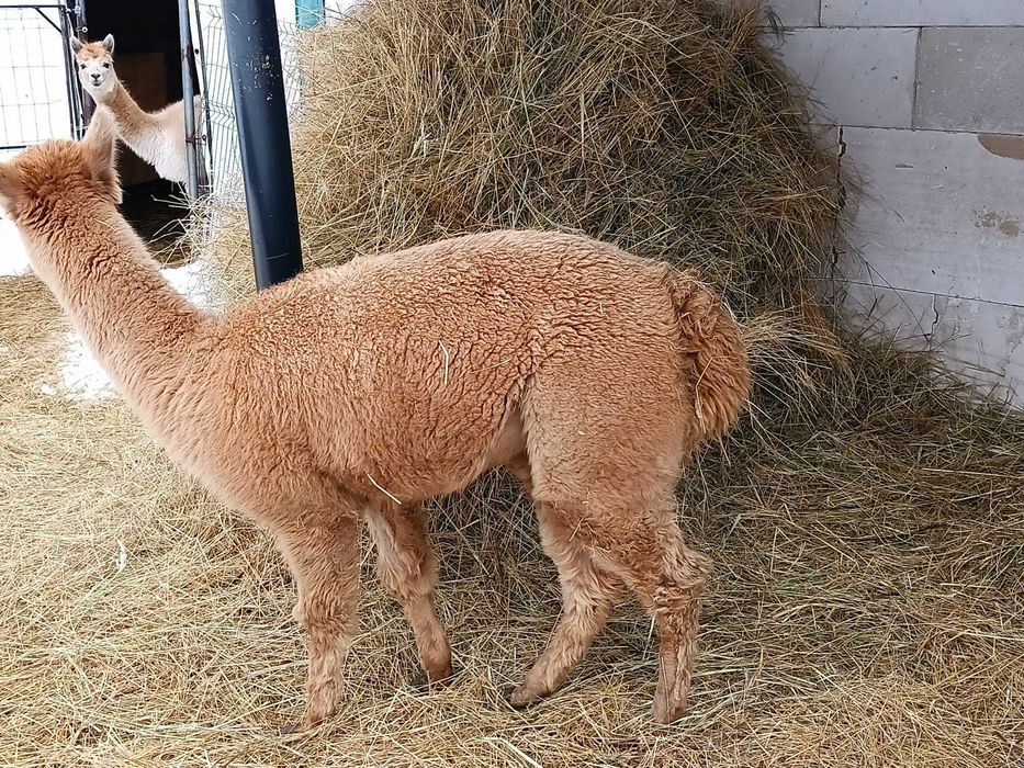 alpaka samiczka Light Fown
