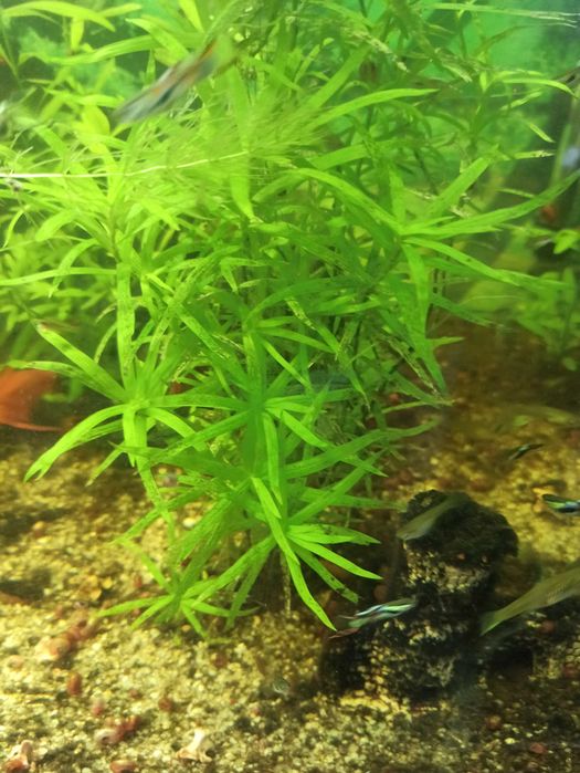 Heterantera paskowana