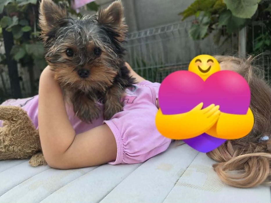 Yorkshire terrier piesek