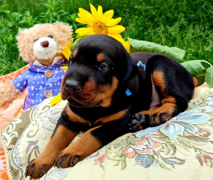 Доберман КСУ/FCI