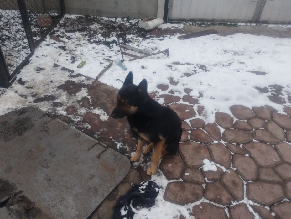 Овчарка  средняя