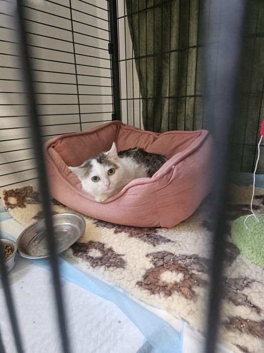 Majeczka, uratowana koteczka, adoptuj, kotka
