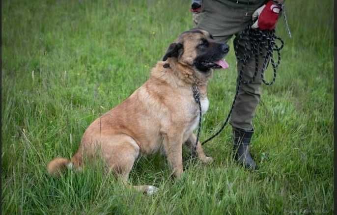 FOKUS duży pies o gołębim sercu