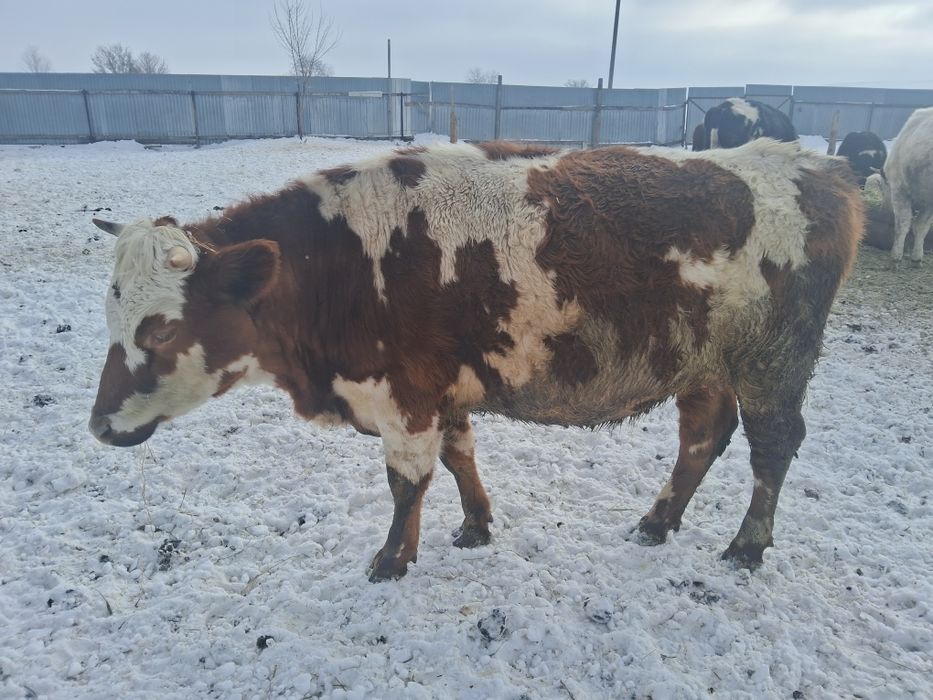 Продам тільні телички