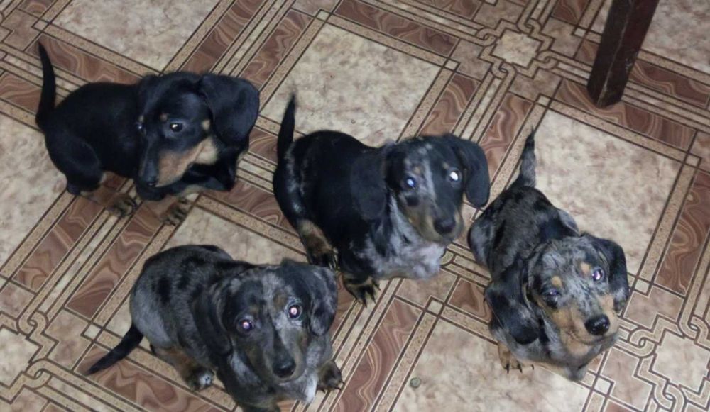 Цуценята такси шукають люблячих господарів.