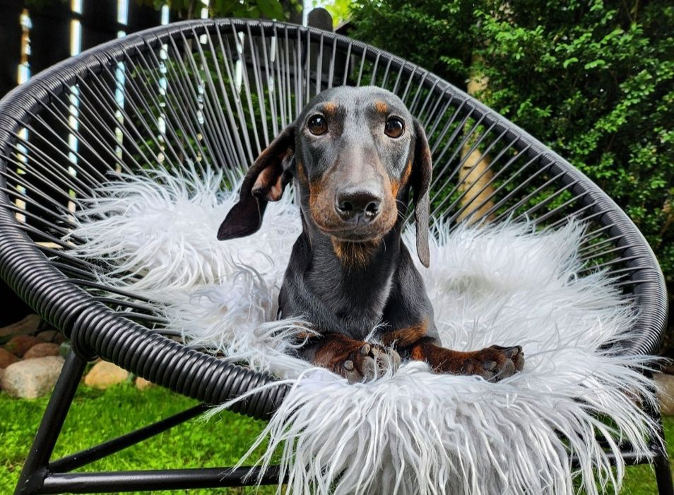 Jamnik króliczy / gładkowłosy / czarny podpalany (nie miniaturowy) FCI