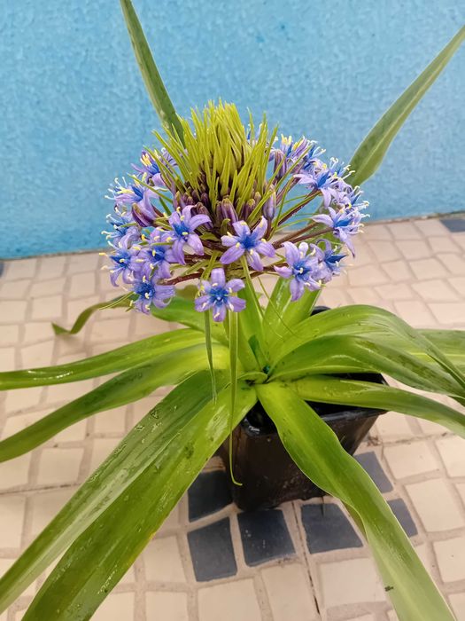 Scilla Peruviana