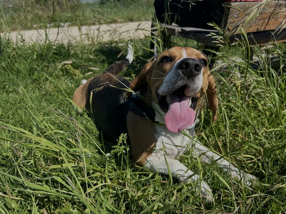 Cão Beagle com 2 aninhos para adoção responsável