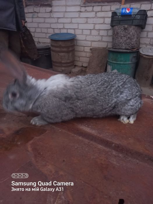 Кролики,кролі,вухаті