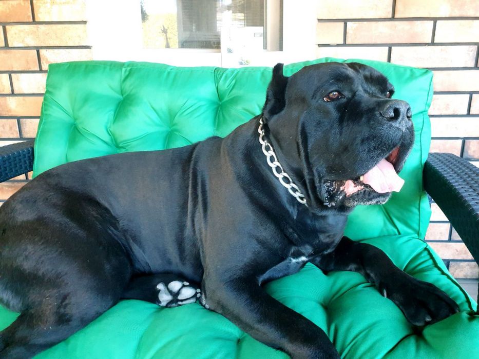 Вязка кане корсо