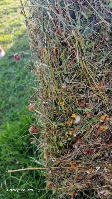 Baloty kiszonki Konieczyna 2025