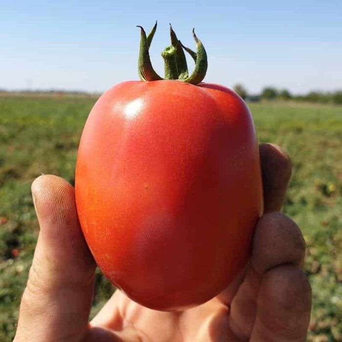 Насіння помідор КАФА F1 1000 KAFA F1 Семена томат