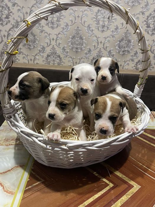 Хлопчики Амстаффф