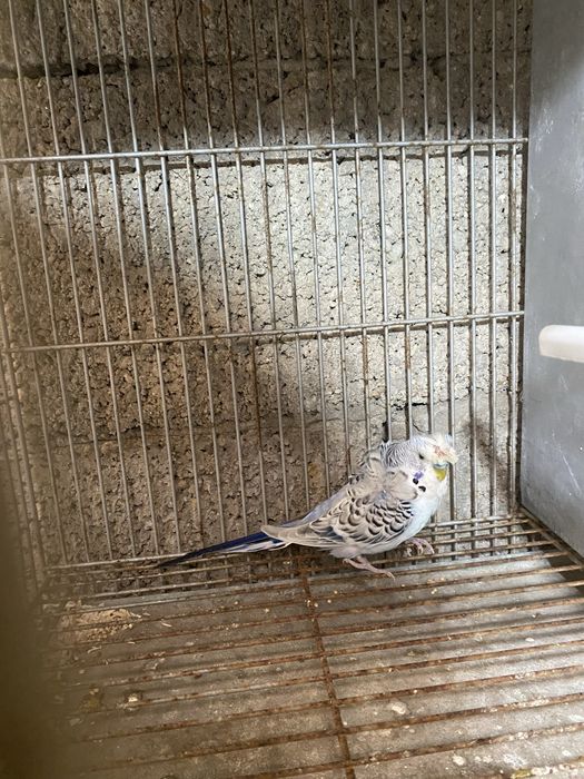 Periquitos (poupas, hagoromos, normais)