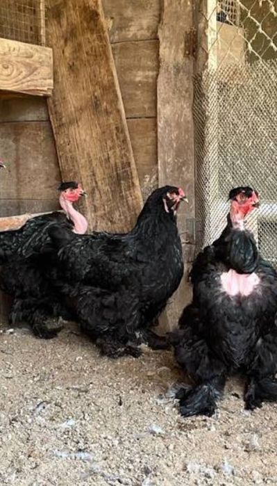 Ovos brahma bleck