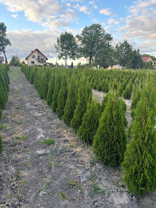 Tuja szmaragd, gęste, ciemnozielone z gruntu