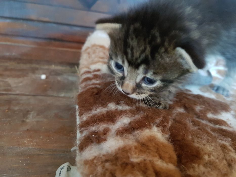 Oddam koty w dobre rece