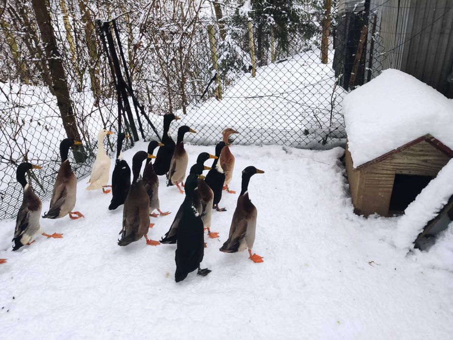 Kaczory biegusy  biegus indyjski