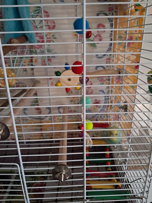 Periquito jovem procura novo lar