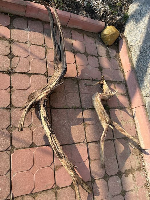 Korzeń do akwarium duży umyty